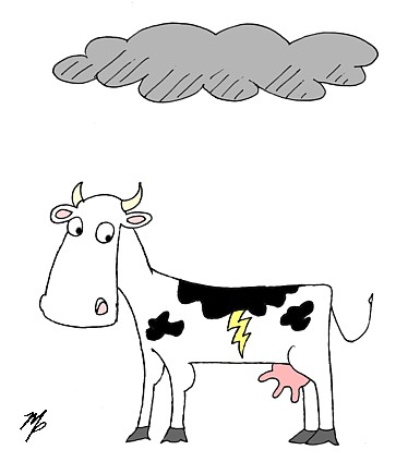 cow lightning - June 13, 2013pm
